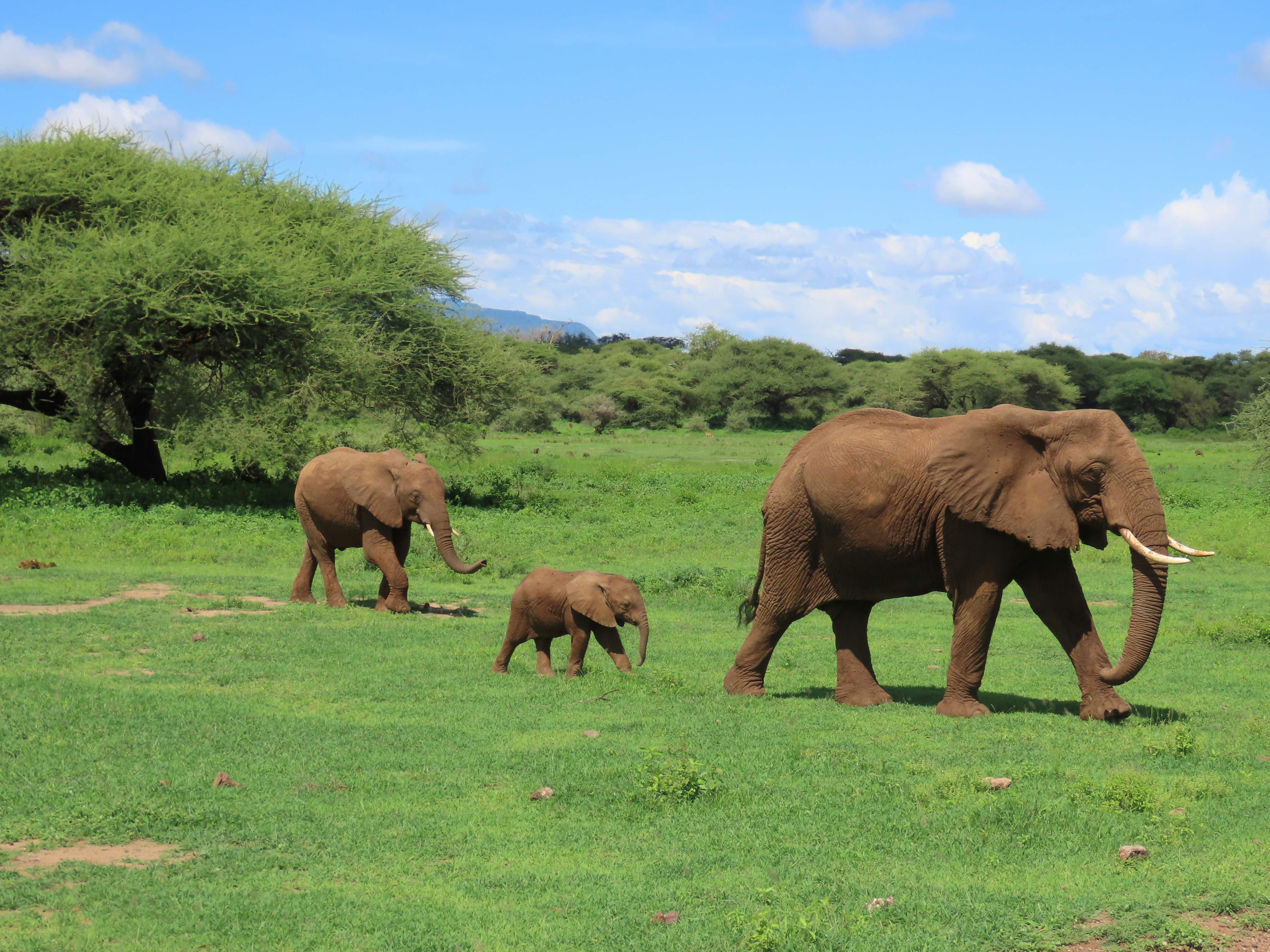 Serengeti Safari